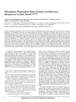 Phosphate-Dependent Root System Architecture