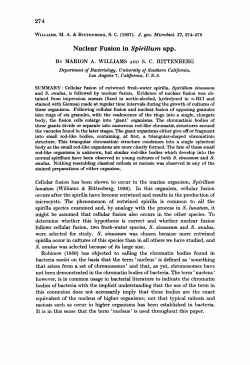 Nuclear Fusion in Spirillum spp.