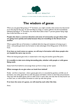 The wisdom of geese - Healthy and Wealthy
