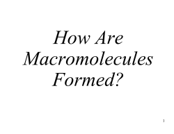 Dehydration Synthesis