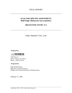 T4 - Bald Eagle (Haliaeetus leucocephalus), February 21, 2003