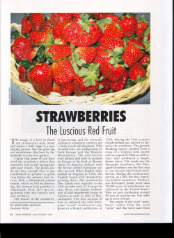 Growing Strawberries