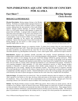 Fact Sheet No.7: Boring Sponge - Prince William Sound Regional