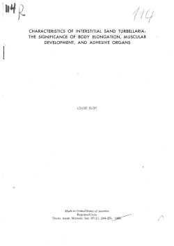 characteristics of interstitial sand turbellaria: the