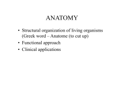 anatomy