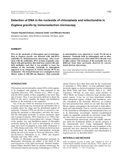 Detection of DNA in the nucleoids of chloroplasts and mitochondria