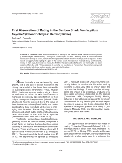 First Observation of Mating in the Bamboo Shark Hemiscyllium