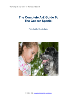 The Complete A-Z Guide To The Cocker Spaniel