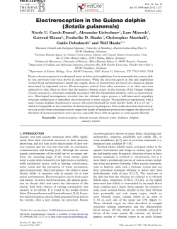 Electroreception in the Guiana dolphin (Sotalia guianensis)
