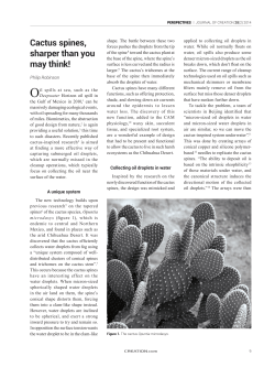 Cactus spines, sharper than you may think!