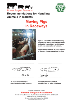 Moving Pigs In Raceways - Humane Slaughter Association