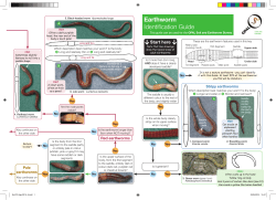 Earthworm Identification Guide