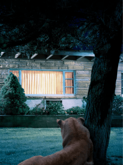 once-endangered - The Cougar Fund