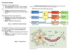 The Nervous System - Anatomy and Physiology Course