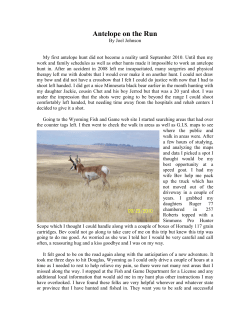 Antelope on the Run - BIGHORN MOUNTAIN ADVENTURES