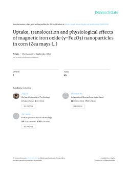 Uptake, translocation and physiological effects of magnetic iron oxide