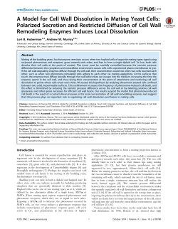 A Model for Cell Wall Dissolution in Mating Yeast Cells: Polarized