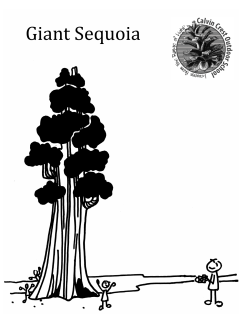 Giant Sequoia Curriculum