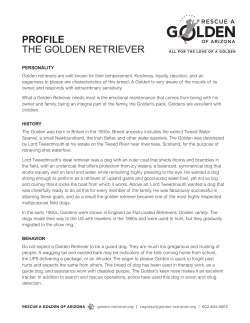 proFile THE GOLDEN RETRIEVER