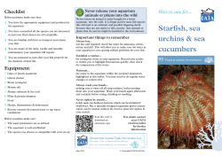 93 Starfish, Sea Urchins and Sea Cucumbers &ndash;