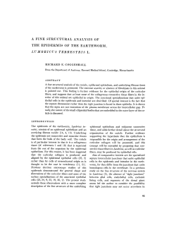 a fine structural analysis of the epidermis of the