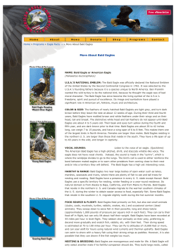 More About Bald Eagles