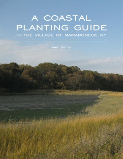 Coastal Planting Guide - the Village of Mamaroneck