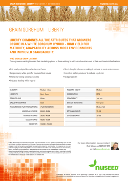 grain sorghum &ndash; liberty