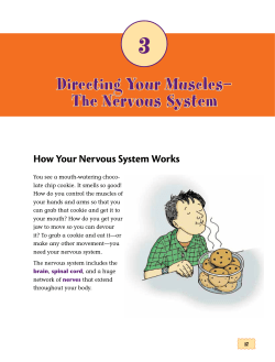 Directing Your Muscles&mdash; The Nervous System