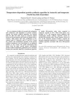 Temperature-dependent protein synthesis capacities in Antarctic