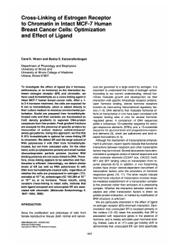Cross-Linking of Estrogen Receptor to Chromatin in Intact MCF