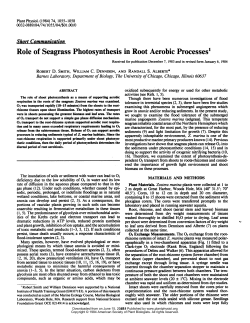 Role of Seagrass Photosynthesis in Root Aerobic