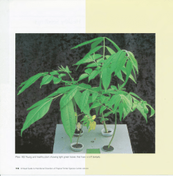 Plate 102: Young and healthy plant showing light green leaves that