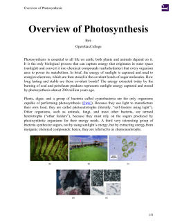 Overview of Photosynthesis