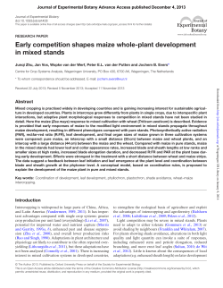 Early competition shapes maize whole-plant development in