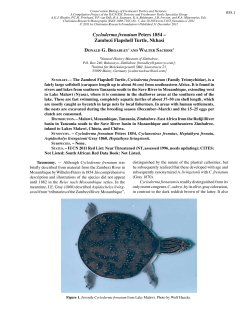 Cycloderma frenatum Peters 1854 &ndash; Zambezi Flapshell Turtle, Nkhasi