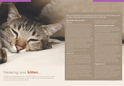 Neutering your kitten