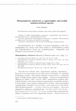 Thanatephorus ochraceus: a saprotrophic and orchid