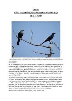 Foret du Day - CloudBirders