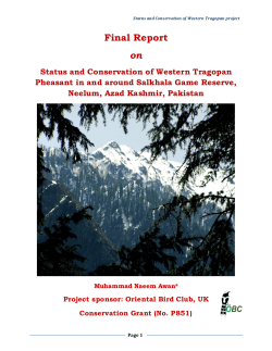 P851-Western-Tragopan-Salkhala-Game