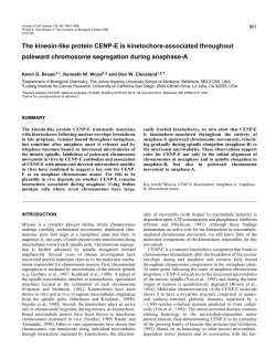 The kinesin-like protein CENP-E is kinetochore