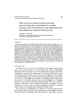 the euglena paraflagellar rod