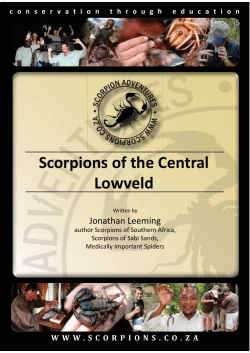 Scorpions of the Central Lowveld - Kruger-2