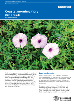 Coastal morning glory - Department of Agriculture and Fisheries