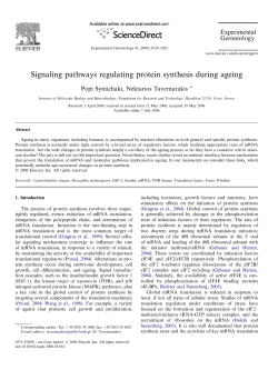 Signaling pathways regulating protein synthesis