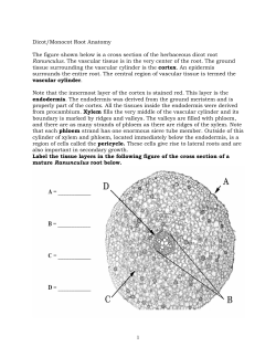 Dicot/Monocot Root Anatomy The figure shown below is a cross