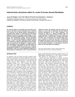 Internal lamin structures within G1 nuclei of human dermal fibroblasts