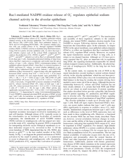 Rac1-mediated NADPH oxidase release of O2 regulates - AJP-Lung