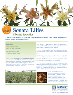 Sonata Lilies - The Sun Valley Group