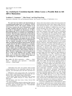 An Arabidopsis Cotyledon-Specific Albino Locus: a Possible Role in